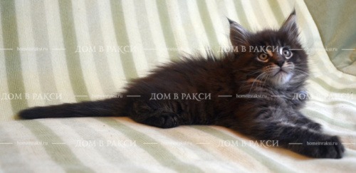 Batman, photo 13