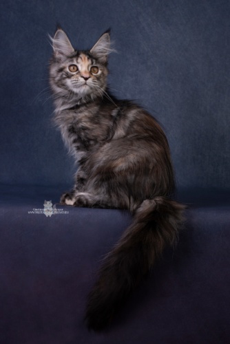 Welsy Kristall RaksiLine* RU, photo 1
