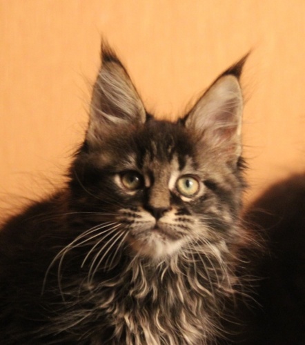 Unicum Allan RaksiLine* RU, photo 1