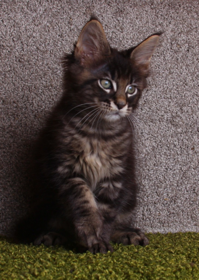 Maine Coon kitten Savely RaksiLine* RU from Home in Raksi