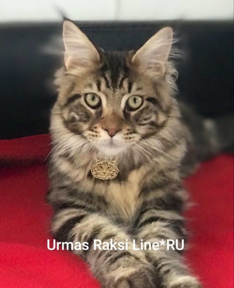Urmas Raksi Line*RU