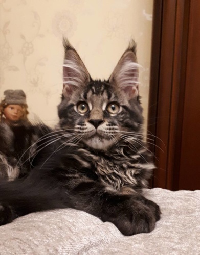 Unicum Allan RaksiLine* RU, photo 11