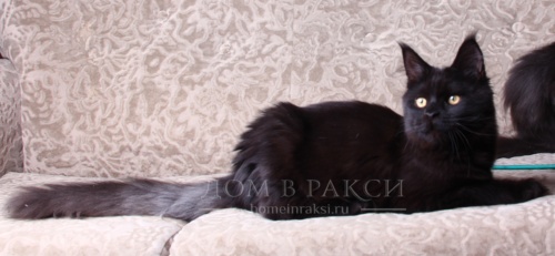 Queen RaksiLine* RU, photo 8