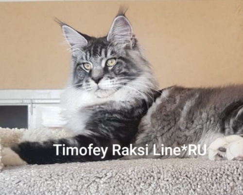 Timofey Raksi Line*RU