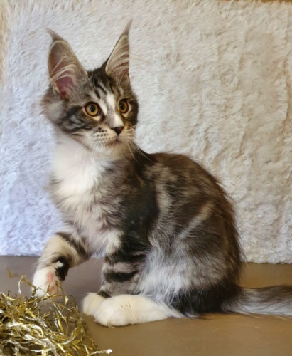 Lassie Raksi Line*RU, photo 12