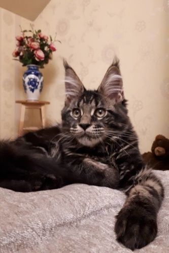 Unicum Allan RaksiLine* RU, photo 13