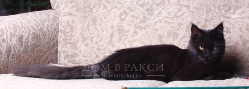 Queen RaksiLine* RU, photo 7