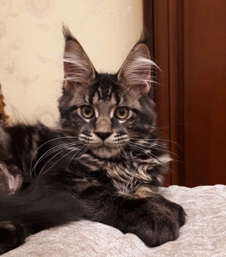 Unicum Allan RaksiLine* RU, photo 14