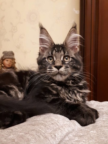 Unicum Allan RaksiLine* RU, photo 15