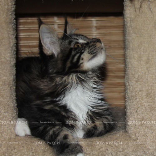 Ujin, photo 31