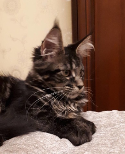 Unicum Allan RaksiLine* RU, photo 16