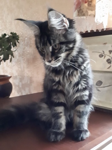 Unicum Allan RaksiLine* RU, photo 17