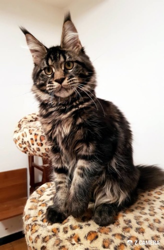 Unicum Allan RaksiLine* RU, photo 18