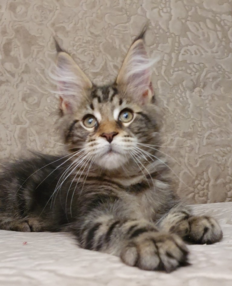 Maine Coon kitten Avel Raksi Line*RU from Home in Raksi