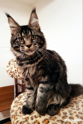 Unicum Allan RaksiLine* RU, photo 19
