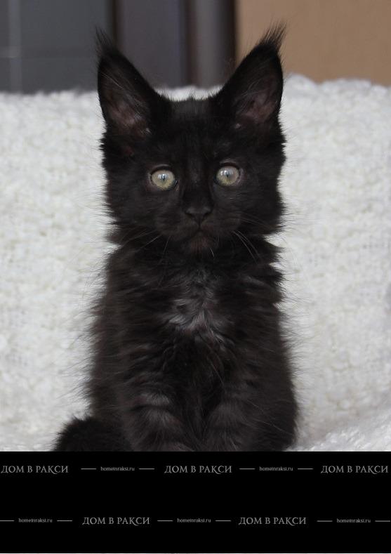 Maine Coon kitten Indiana RaksiLine* RU from Home in Raksi
