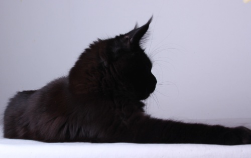 Queen RaksiLine* RU, photo 1