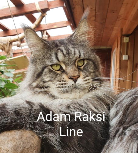 Unicum Adam RaksiLine* RU, photo 15