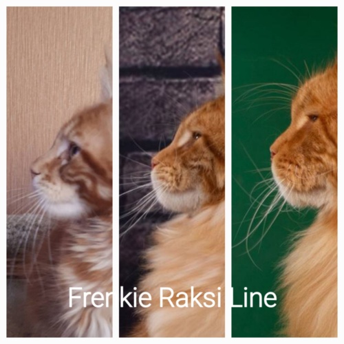 Double Master, ICh, GIPr (WCF) EAW 26, ICh(FiFe) Frenkie Raksi Line*RU, photo 13