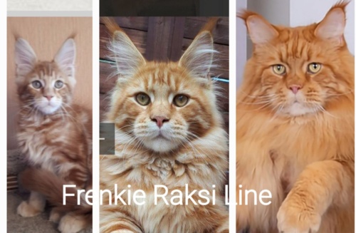 Double Master, ICh, GIPr (WCF) EAW 26, ICh(FiFe) Frenkie Raksi Line*RU, photo 12