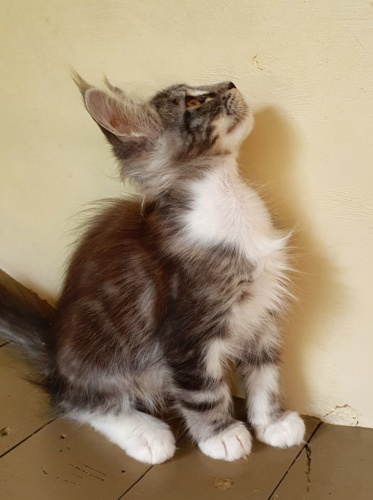 Lassie Raksi Line*RU, photo 3