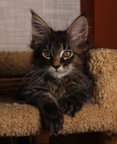 Yahont Raksi Line, photo 25