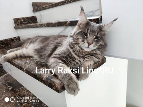 Larry Raksi Line*RU