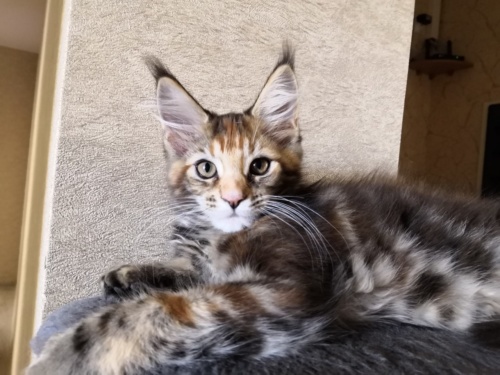 Iriska RaksiLine* RU