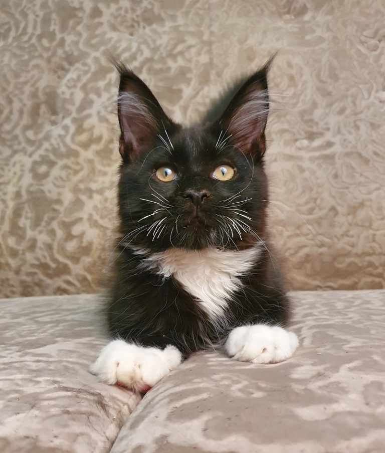 Maine Coon kitten Seva Raksi Line*RU from Home in Raksi