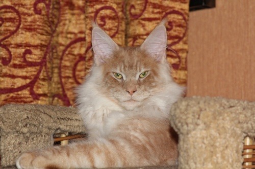 Sire Elton John AMBER SAN*LT