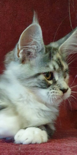 Jane Air Raksi Line*RU, photo 3