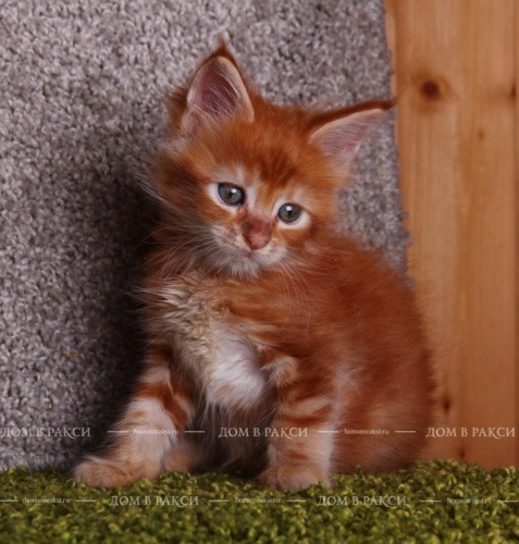 Taisiya RaksiLine* RU, photo 9