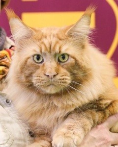 GIC(FIFE) Odysseus Amber Sun*LT, JW, DVM