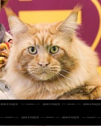 Sire GIC(FIFE) Odysseus Amber Sun*LT, JW, DVM