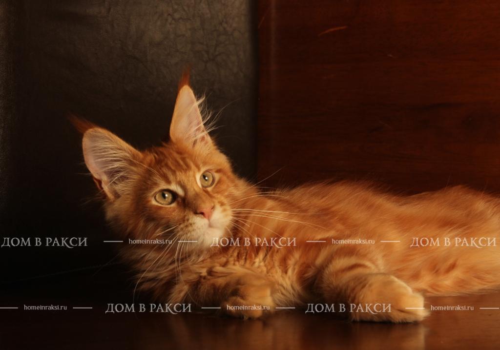 Frenkie Raksi Line*RU, a male bred at Home in Raksi