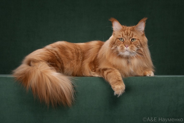 Maine Coon Frenkie Raksi Line, a Home in Raksi veteran