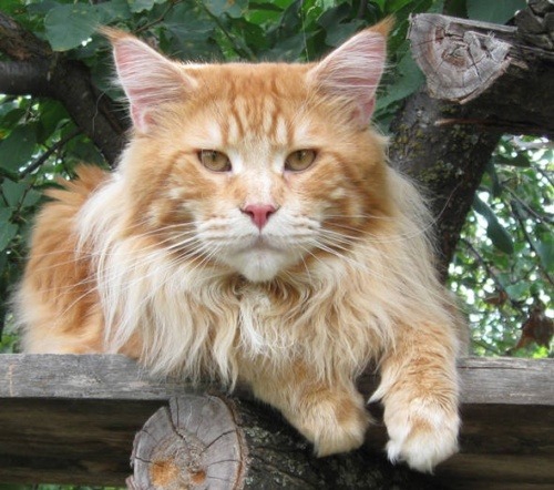 Sire Int. Ch. Emerald Volgacoon