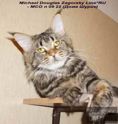 Sire IC Michael Douglas Zagorsky Line*RU