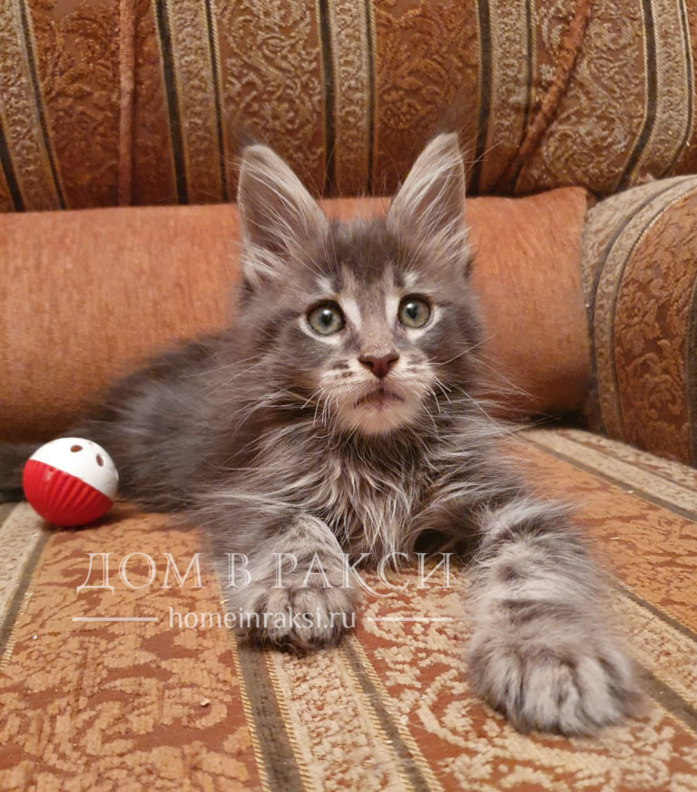 Maine Coon kitten Oswald Raksi Line*RU on the sofa