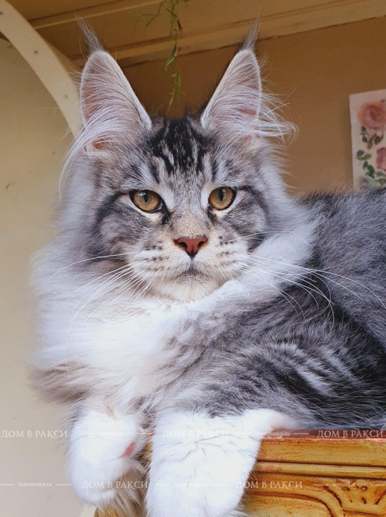 Sire Saimon Raksi Line*RU
