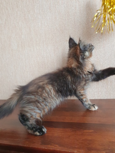 Viva la vita, photo 1