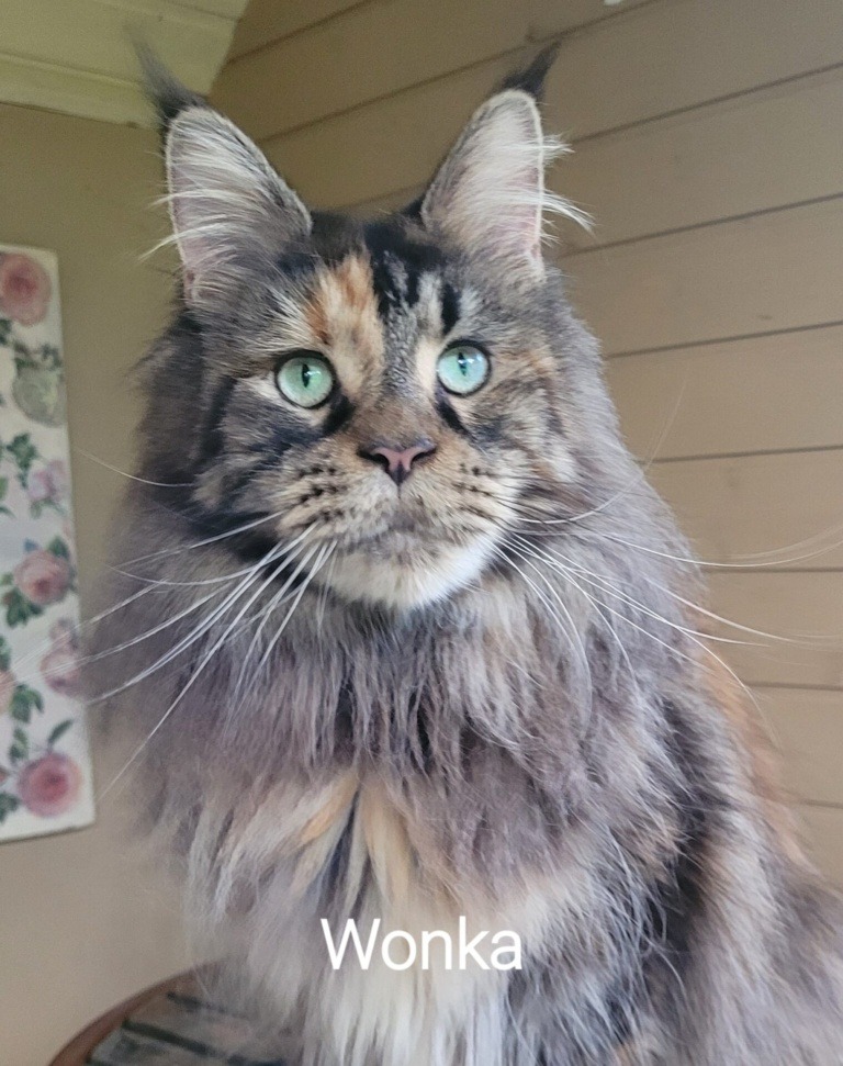 ICh(WCF) Wonka Raksi Line