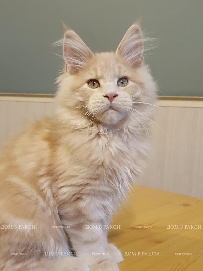 A cream Maine Coon kitten sitting on a table