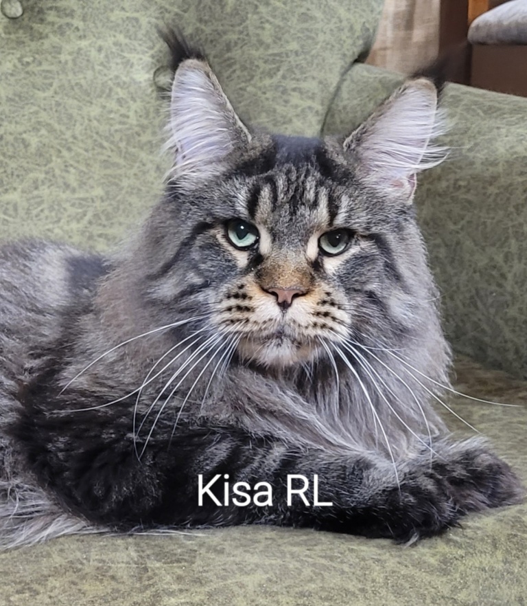 Kisa Raksi Line