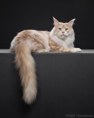 A cream classic tabby Maine Coon lying on a pedestal