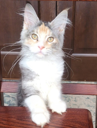 Elen Raksi Line, photo 3