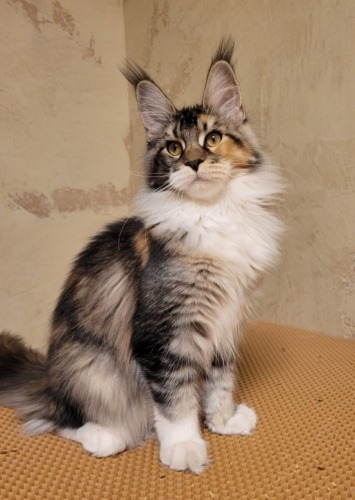 Daisy Raksi Line, photo 23