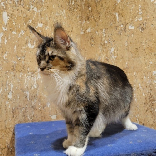 Daisy Raksi Line, photo 12