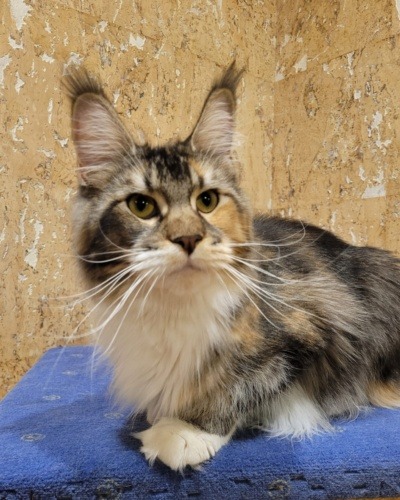 Daisy Raksi Line, photo 13