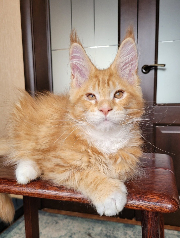 Maine Coon kitten G1 Raksi Line from Home in Raksi